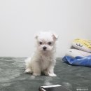 강이네펫샵 이미지