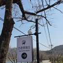 스완흑염소 이미지