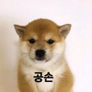 몽골항공 미아트 MIAT 항공권 환불 후기(소요시간, 방법)