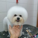 도도 켄넬 이미지