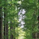 남이섬 더 휴 이미지