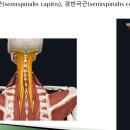 [7강-3 목과 그근육] (두/경)반극근, (두/경)판상근, 다열근(목) /심부전방선(29강) 이미지