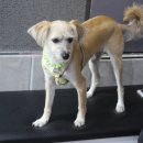 여시발바닥 이미지