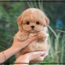 사랑애견샵 | 이태원강아지분양 따뜻했던 첫 만남 미유펫 애견샵 후기