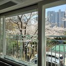 꿈을담은틀 | 아파트 유리창청소 후 우리집이 벚꽃명소가 되었어요 [안양시 비산동 비산한화꿈에그린]