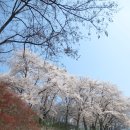 강원도청반비 어린이집 | 춘천 벚꽃:) 봉의산 중턱 벚꽃 나들이