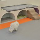 호야별 애견유치원 이미지