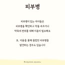 제주냐옹실 고양이미용 네이버블로그