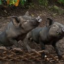 서부두 명품회집거리 이미지