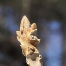 용인나무이야기 이미지