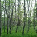 죽관메원 이미지