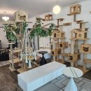 명품고양이카페 이미지