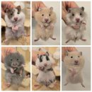 골든햄스터분양 탬펫 강남점 이미지