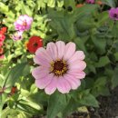 일품헌, 성원빌딩 | 양재천 나들이와 중식 샤브샤브 일품헌 내돈내산 후기