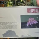 대전댁 | 260616 국립세종수목원 사계절 전시온실(열대온실)
