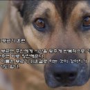 그레이동물의료센터