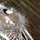 황새가족과 황새알 이미지