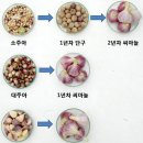 난지형마늘 종류 /작성 중 이미지