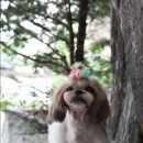 예라 이미지