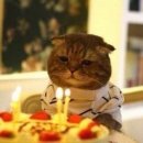 고양이의 생일 ... ㅋㅋ 이미지