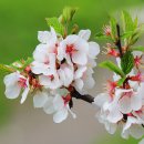 큰나무푸드 이미지