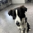 폼#반려견미용실 이미지