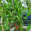 파주초등학교 이미지