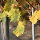 사치경로당 이미지