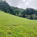 소나무숲아래 이미지