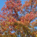 중국단풍길 이미지