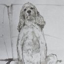 강아지그림