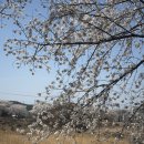 달창로,달창로26길 | 대구 근교 벚꽃명소, 달창지 벚꽃길길 후기🌸 현풍에서 봄 만끽하기