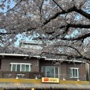 6752 | 온천천 맛집 부막닭갈비 | 벚꽃시즌 주말 캐치테이블 웨이팅 주차 후기