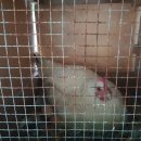 우리집토종닭 이미지