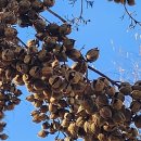 오동나무농장 이미지