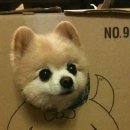 강생이랑 이미지