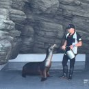 고래야 <2022 박수무곡> | [일본🇯🇵] 고베 씨월드 범고래쇼 | 돌고래쇼 | 아쿠아리움 | 수마 씨월드 | 공연일정