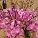 정중동의 멋과 흥, 살풀이춤 | 우봉 이매방 10주기 추모공연 보러 광화문나들이