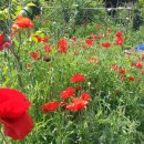 백선농장 이미지