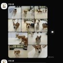 굿댕스쿨 이미지