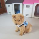 똥꼬발랄 이미지