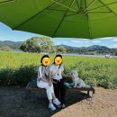 하백의정원 이미지