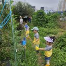 7월2주 농장체험활동 🥔"감자수확"🧑‍🌾👩‍🌾 이미지