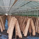 곡성군 산림과 이미지