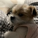 도도한댕댕 이미지