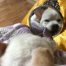 관저종합동물병원 네이버블로그