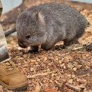 동부타이어카 | 호주여행 자연 끝판왕 여행지 타즈매니아 Tasmania 크레이들 마운틴 포함 가볼만한곳