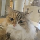 고양이사랑채 이미지