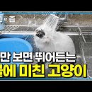미친고양이