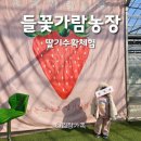 해진농장 | 너무 재밌어 떼쓰고 나온 딸기체험 들꽃가람농장